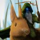The Gnome